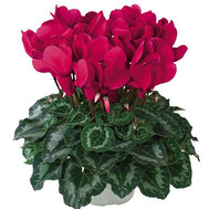 Room Difference Cyclamen