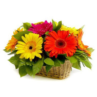 Basket of gerberas