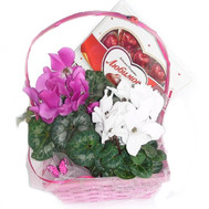 Cycle of cyclamens