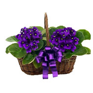 Violet Basket