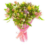 Buy Alstroemerias