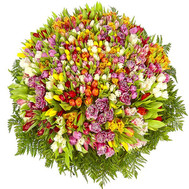 A huge bouquet of 501 multicolored tulips