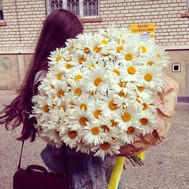 A huge bunch of chamomiles