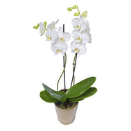 White Orchid