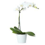 Phalaenopsis white orchid