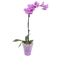 Phalaenopsis pink orchid
