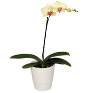 Phalaenopsis yellow orchid