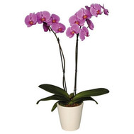 Orchid pink