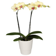 Orchid yellow