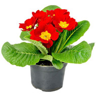 Primrose