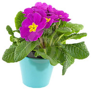 Primrose
