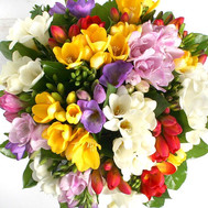 An attractive bouquet of freesias