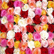 Multicolored roses (by the piece)