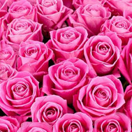 Pink roses (by the piece)