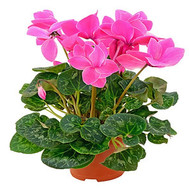 The Pink Cyclamen