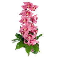 A branch of a pink orchid