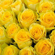 Yellow roses (by the piece)