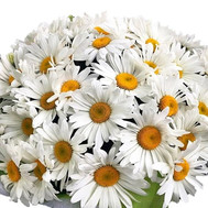 Chamomiles for the beloved