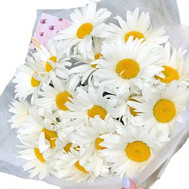 Сhamomiles in a bouquet