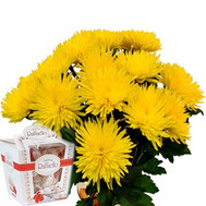 Bouquet of chrysanthemums and rafaello
