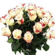 Two-color imported roses