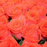 Yellow roses (by the piece)