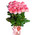 15 original roses