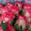 15 original roses 3