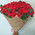 51 roses and a bear 1