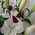 Large bouquet of lilies and roses 5