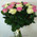 Bouquet of pink and white roses 1