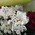 Small bouquet 3