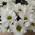 A small bouquet of chrysanthemums 3