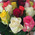 Magnificent bouquet of roses 6