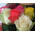 Magnificent bouquet of roses 8