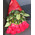 11 meter-high roses 1