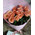 15 peach roses Miss Piggy 1