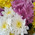 15 multicolored chrysanthemums 10