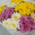 15 multicolored chrysanthemums 8