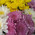 15 multicolored chrysanthemums 9