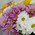 51 multi-colored chrysanthemum 2