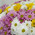 51 multi-colored chrysanthemum 3