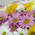 51 multi-colored chrysanthemum 4