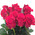 Bouquet of roses 3
