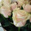Bouquet of peach roses 2