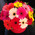 Gerberas in the box 1
