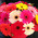 Gerberas in the box 2