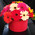 Gerberas in the box 3