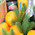 Basket New Year's compliment 1
