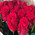 Red Roses in Kraft 6